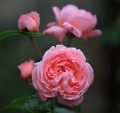 Rosa - Kölner Flora_2